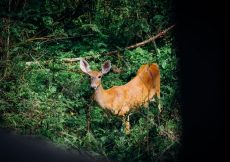 How to Find a Good Deer Hunting Spot – Guide 2022