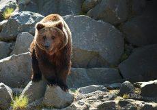 How To Repel Bears While Camping: 8 Tricks That Work