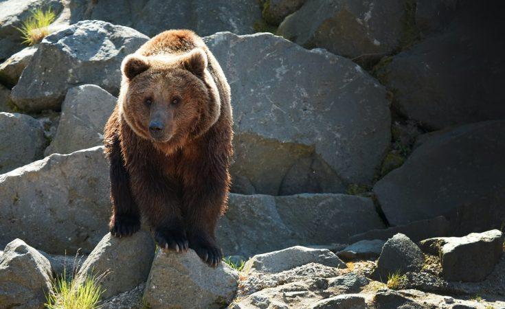 How To Repel Bears While Camping: 8 Tricks That Work