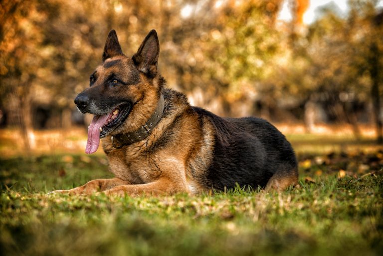 In Search of the Best Dog to Keep Bears Away