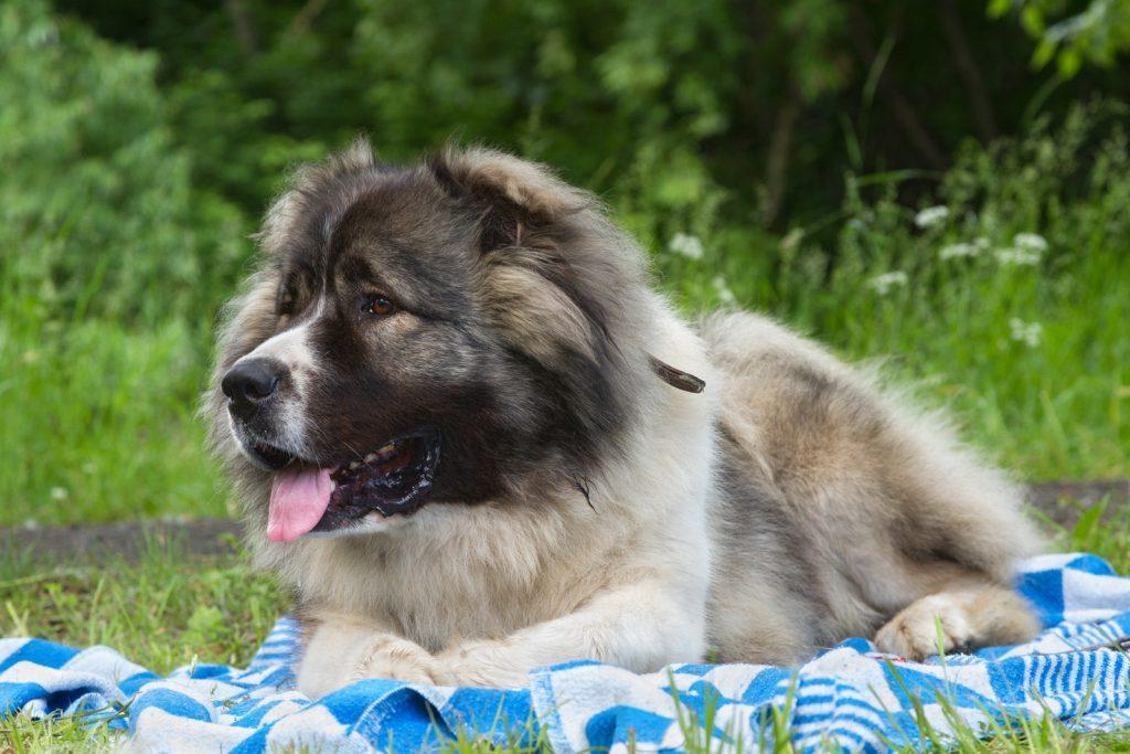 The Caucasian Shepherd is a dog breed known for being courageous and strong.