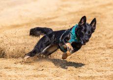 Best Tracking Dogs For Hunting -14 Breeds