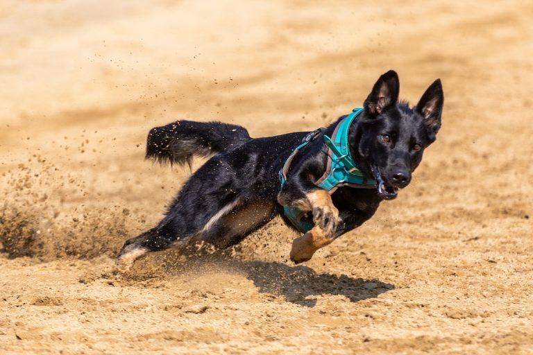 Best Tracking Dogs For Hunting -14 Breeds