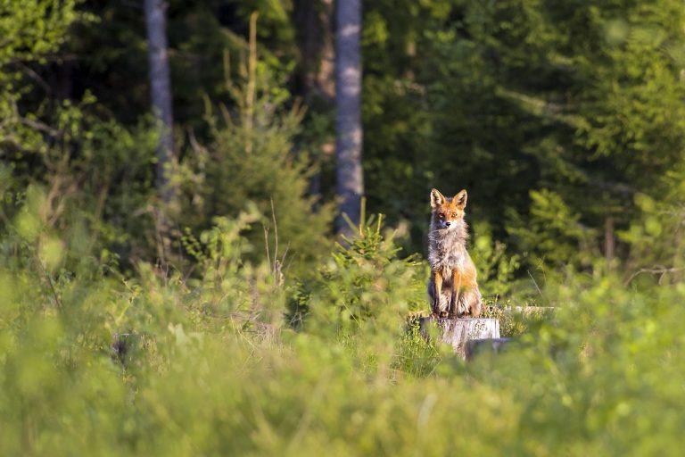 Dangers Of Camping In The Woods