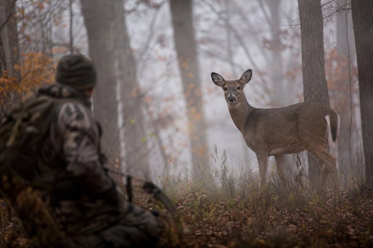 How To Keep Deer From Smelling You: Best Ways