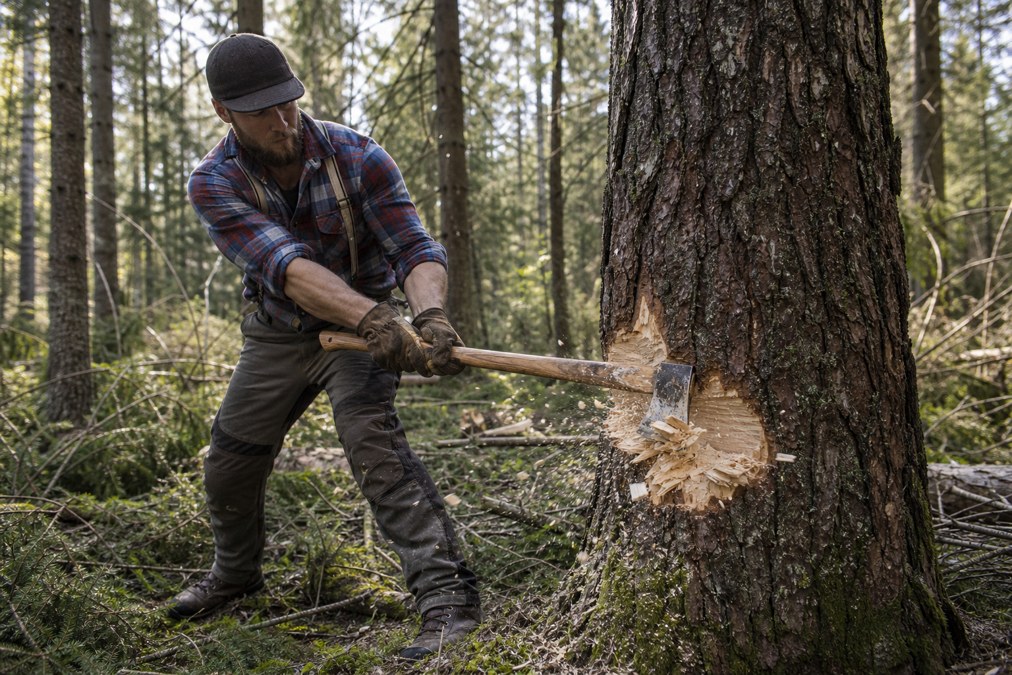 Felling axe cutting into a tree trunk during forestry work