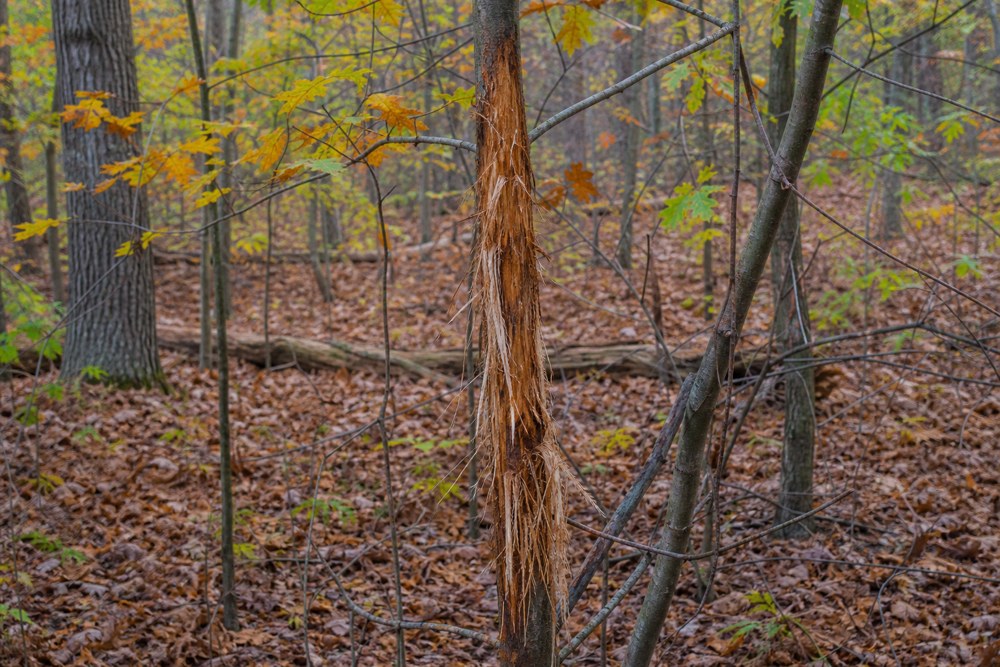 Fresh white-tailed deer buck rub on a sapling in autumn woods