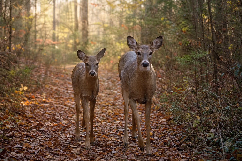 White-tailed doe and yearling walking an autumn woodland trail