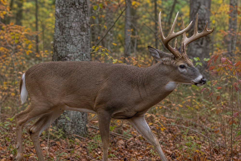 White-tailed buck walking through autumn hardwood forest